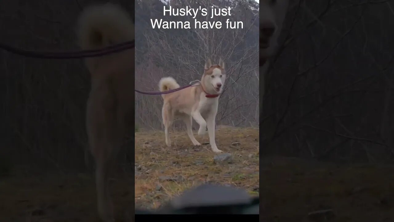 Husky’s just wanna have fun #husky #huskyreels #huskyshorts #dog #dogs #montblanc