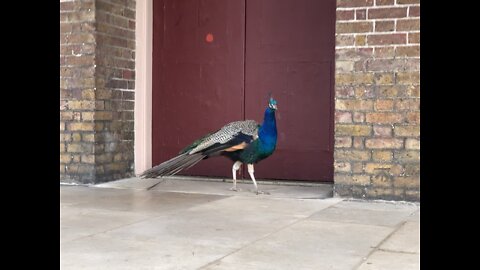 Peacock at Kew Garden