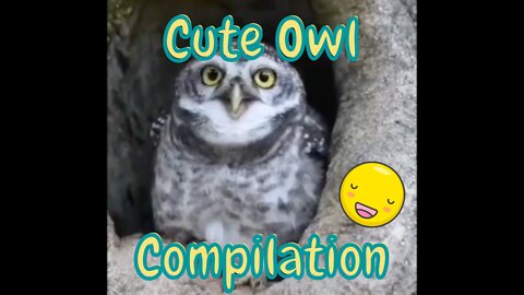 Cute Owls Compilation - Adorable Owls to Make Your Day