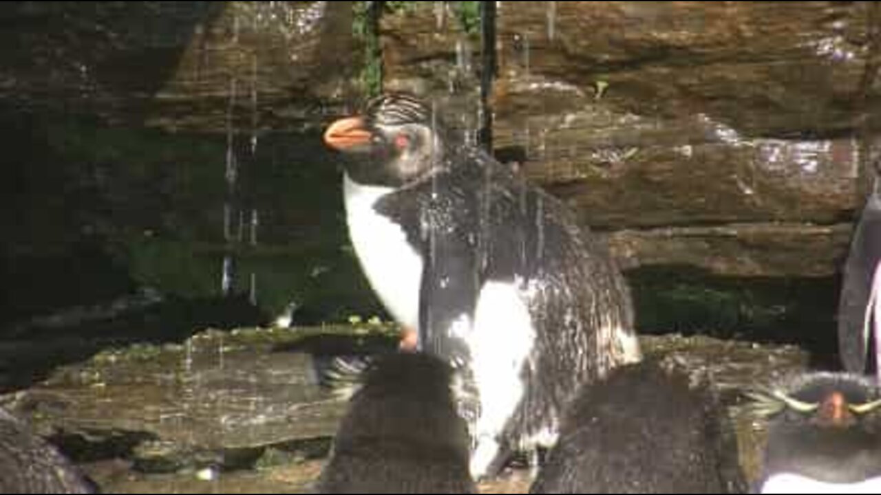 It's bath time for these adorable penguins!