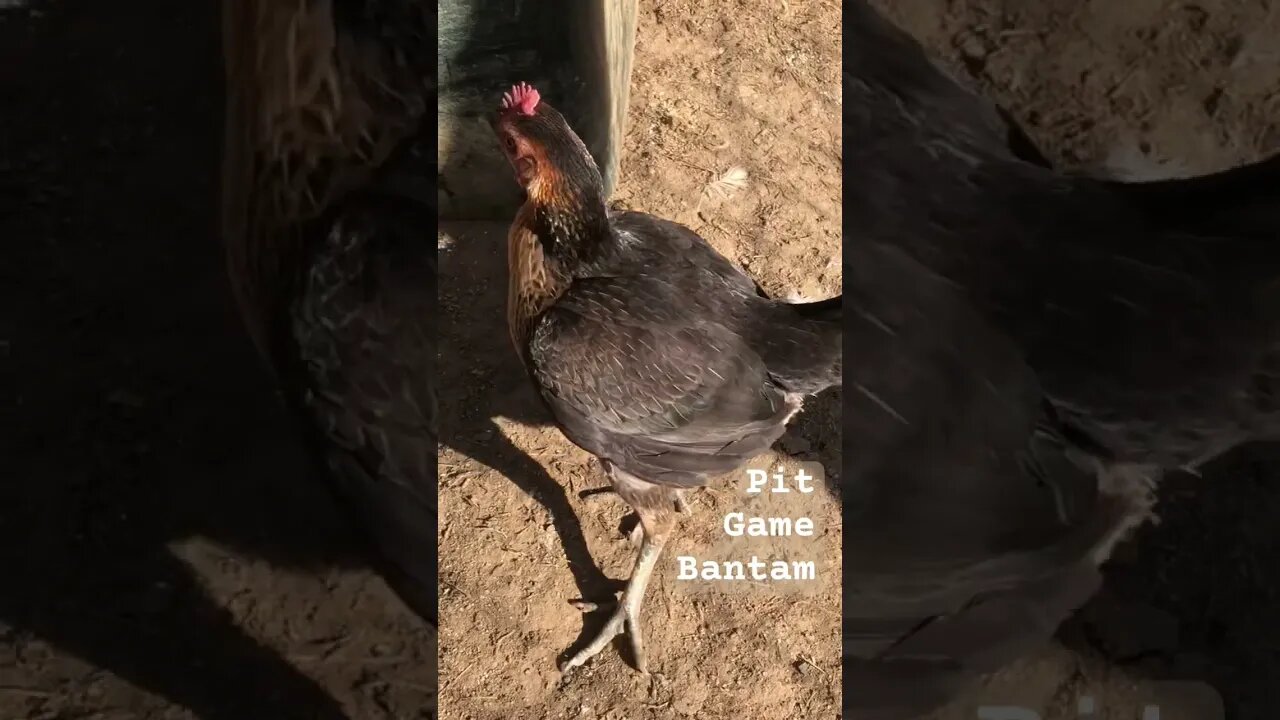 bronze crested Australian pit game bantam