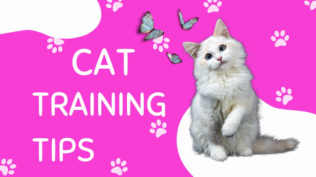 Basic Cat Training Tips