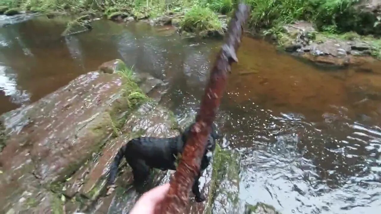 Loki And The Puppies Splashing About