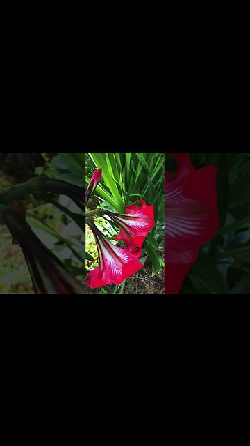 Before the flowers fade #gardening