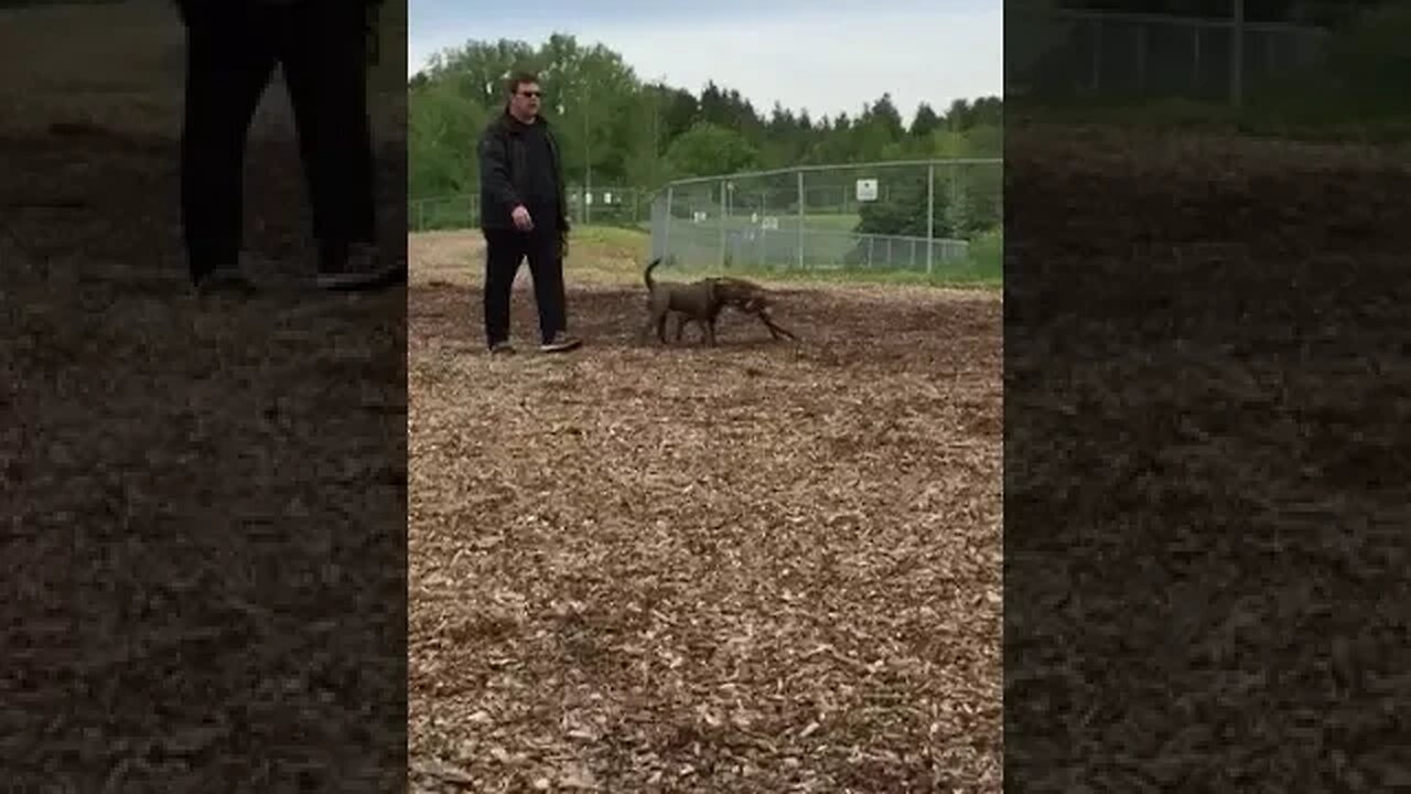 Blue Sharpull playing with Boxer/Springer