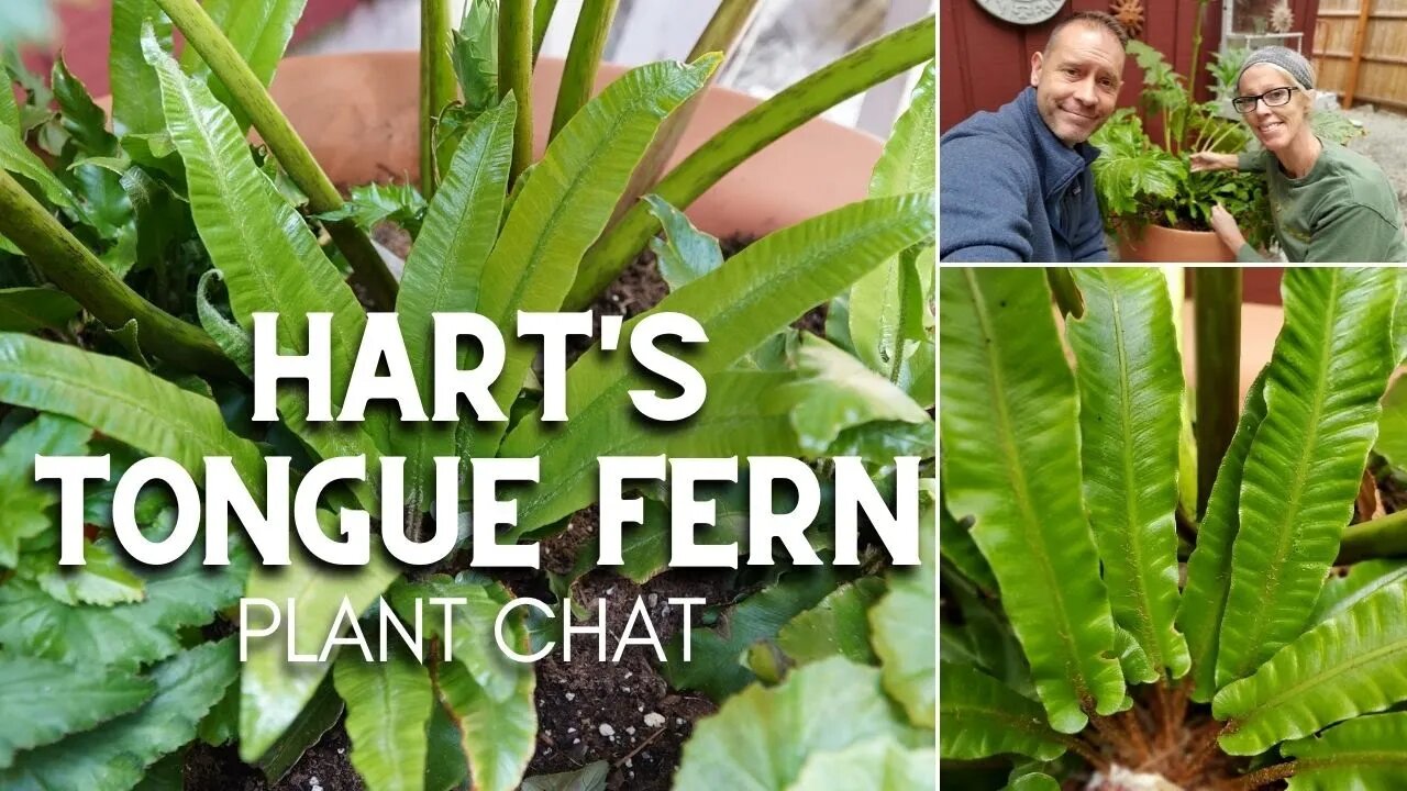 💚 Hart's Tongue Fern Plant Chat 💚