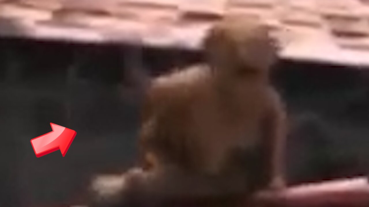 Mysterious creature that climbs to the roof but falls off in surprise [Conspiracy]