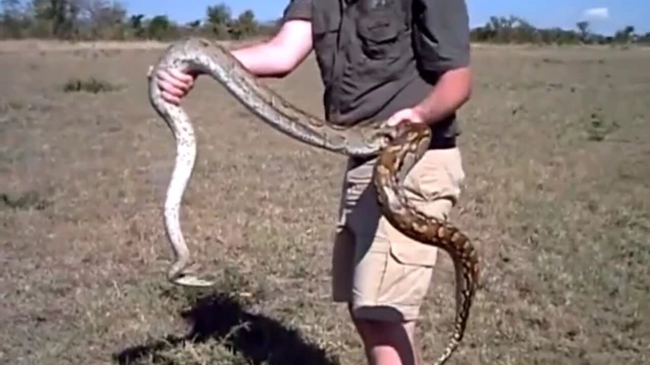 Huge Snake Strikes - African Python vs Rob The Ranger