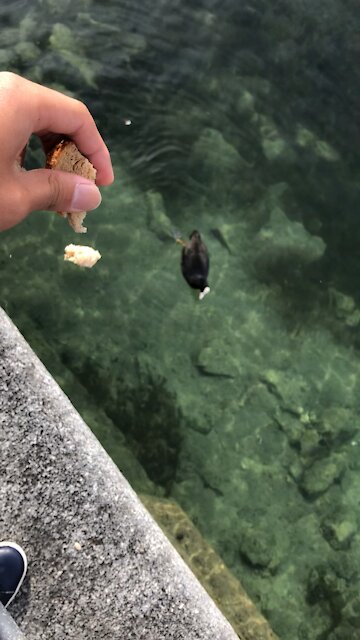 Feed duckies with toast