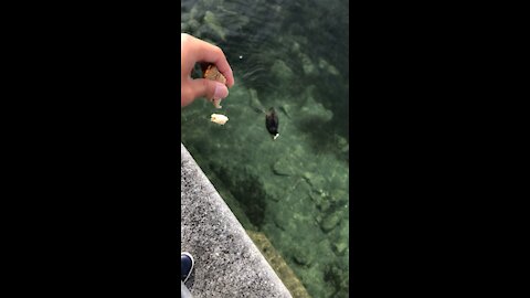 Feed duckies with toast