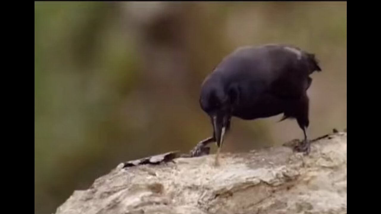 Crow trained to search his own foods…