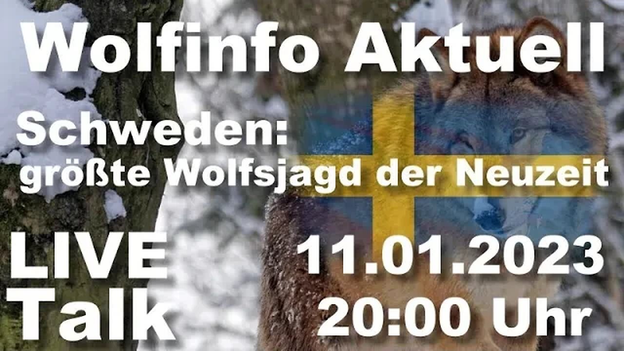 Wolfinfo Aktuell LIVE TALK (Schwedens größte Wolfsjagd hat begonnen )