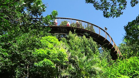 SOUTH AFRICA - Cape Town - Kirstenbosch National Botanical Garden (Video) (Y6b)