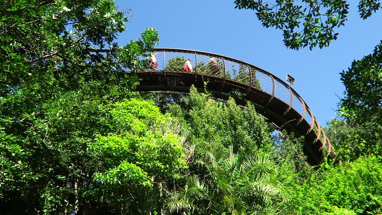 SOUTH AFRICA - Cape Town - Kirstenbosch National Botanical Garden (Video) (Y6b)