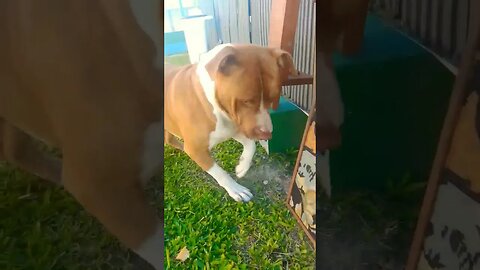 #hulk #pitbull #videos #pracima #vencedores .