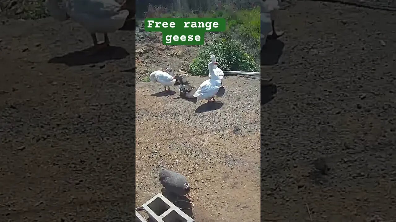 Free range geese