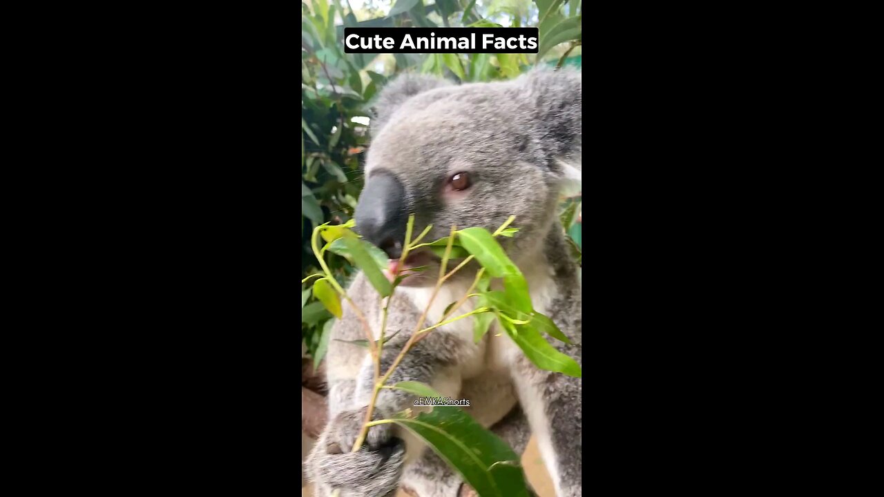 cute wild animal facts