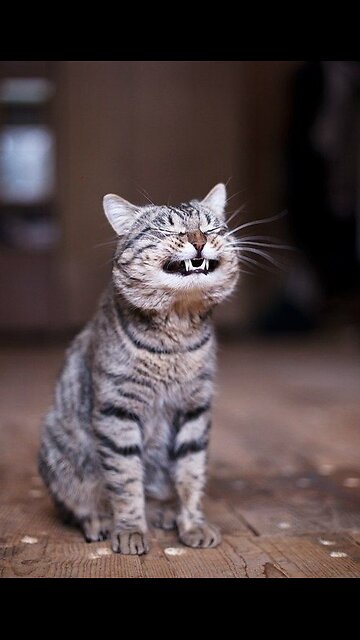 New funny Animals videos 2023| #57 cat and dog | funniest animal videos 2023