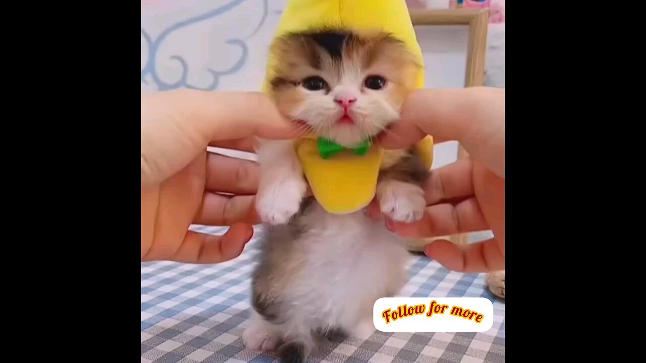 Adorable little cutest kitten😻😻 trending video