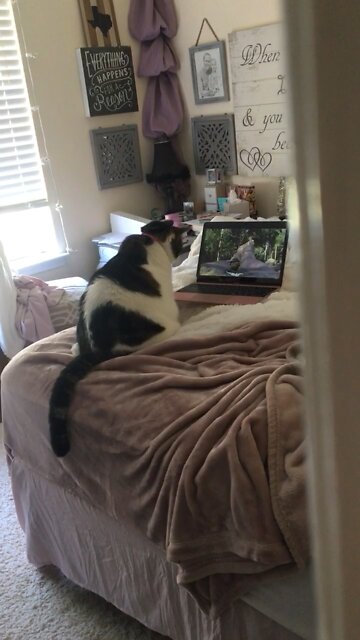 Cat Watching Birds