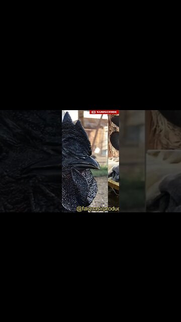 HAVE YOU EVER SEEN A BLACK CHICKEN ? #remix #didyouknow #moneymakingideas #jj #blackchicken #