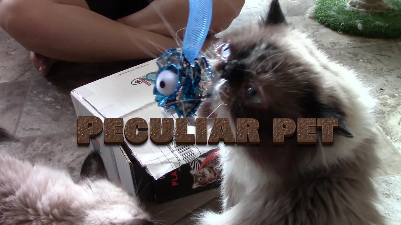 Peculiar Pet For Cats Unboxing October 2022! 🎃