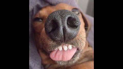 Hilarious Animals Compilation - TRY NOT TO LAUGH!!!