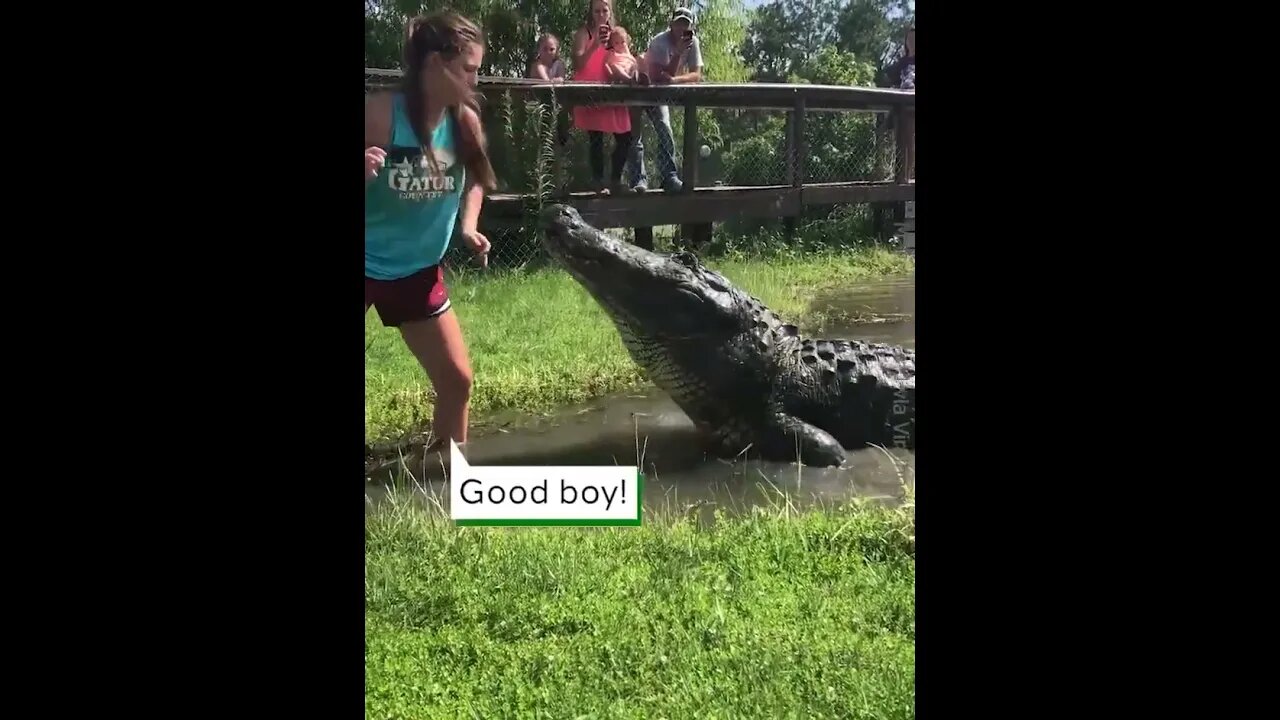 Girl Feeds Giant Alligator hd #viralclips