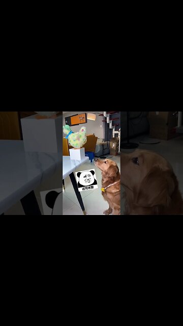 Dog's favourite meal opening ceremony 😂. #reels #dog