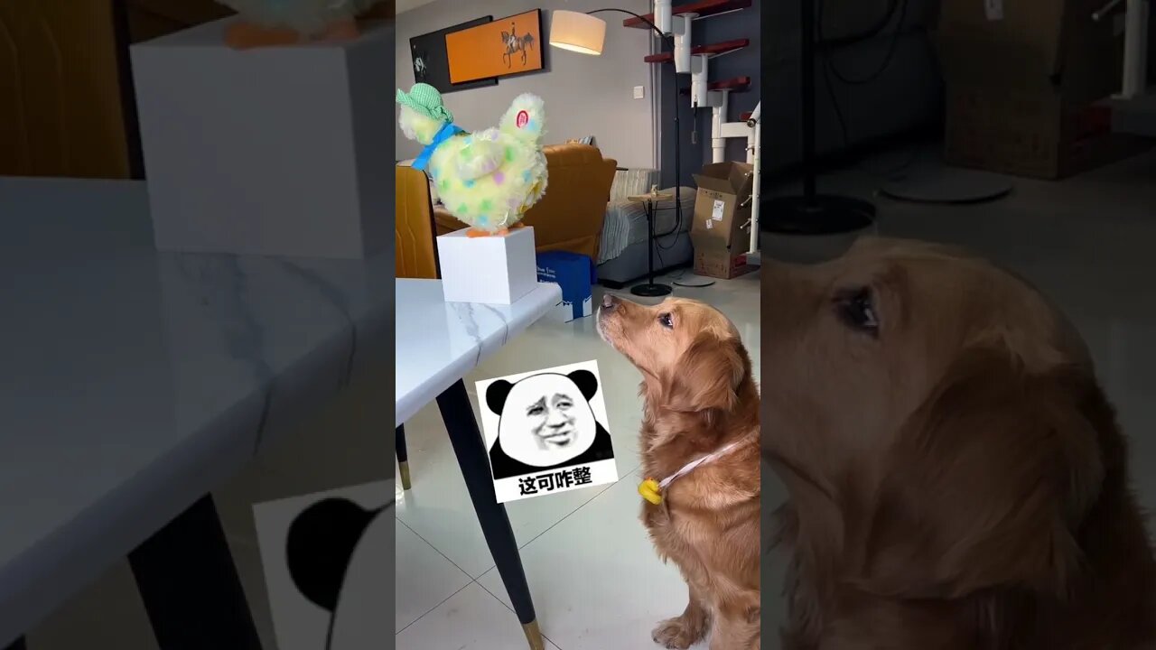 Dog's favourite meal opening ceremony 😂. #reels #dog