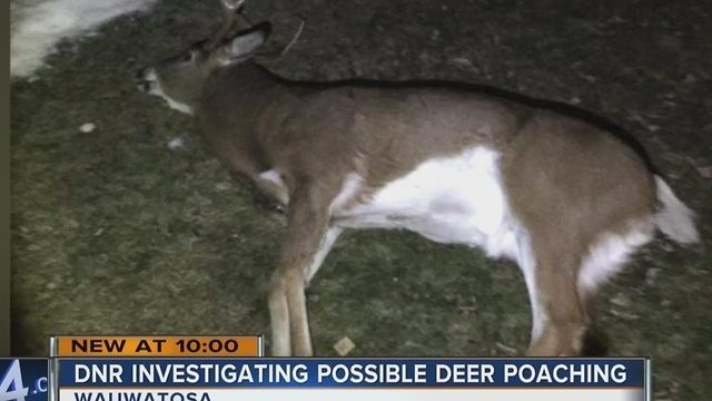 Possible deer poaching investigated in Wauwatosa