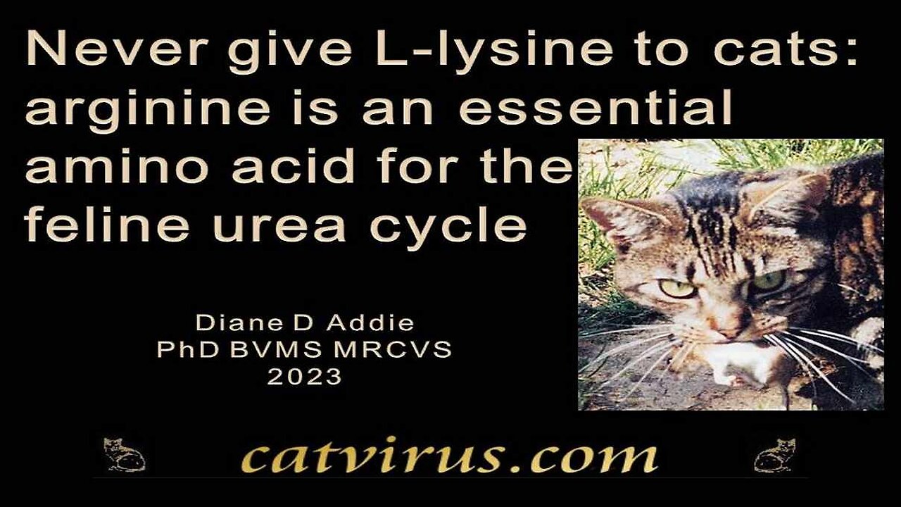 Arginine is an essential amino acid for the feline urea cycle: never give L-lysine to cats