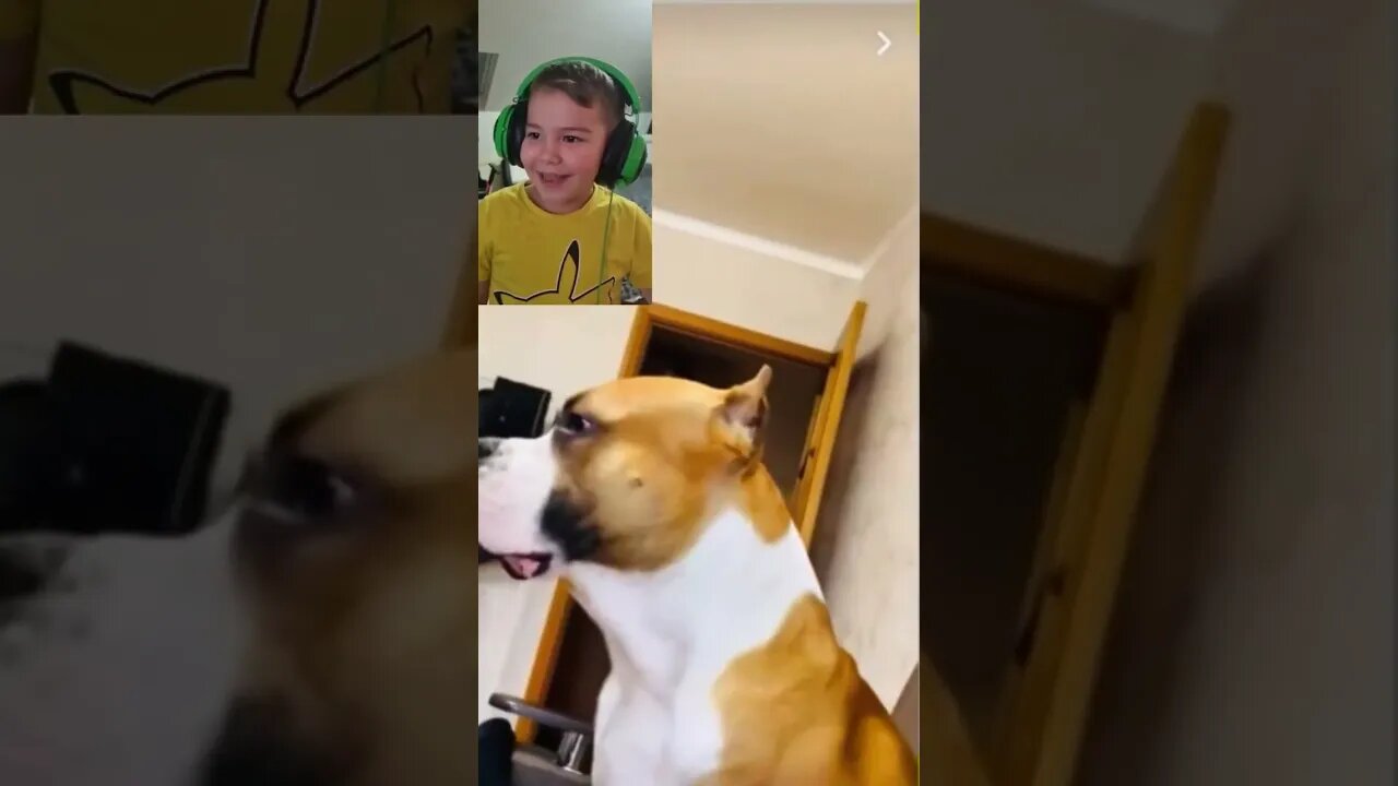 Tommy Reacts to funny dog and cat