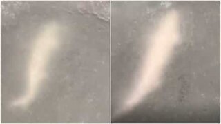 Peixe nada sob lago congelado em vídeo impressionante