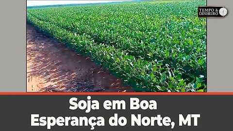 Soja em Boa Esperança do Norte, MT. Veja o registro do Moacir Guarnieiri