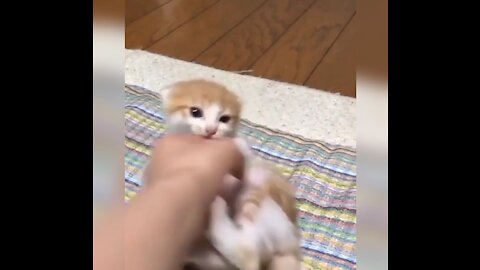 The cuteness of a kitten