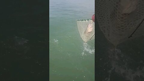 Today's Big Bear reel, some of the captures caught on film from todays 6 man limit Lake Erie Walleye