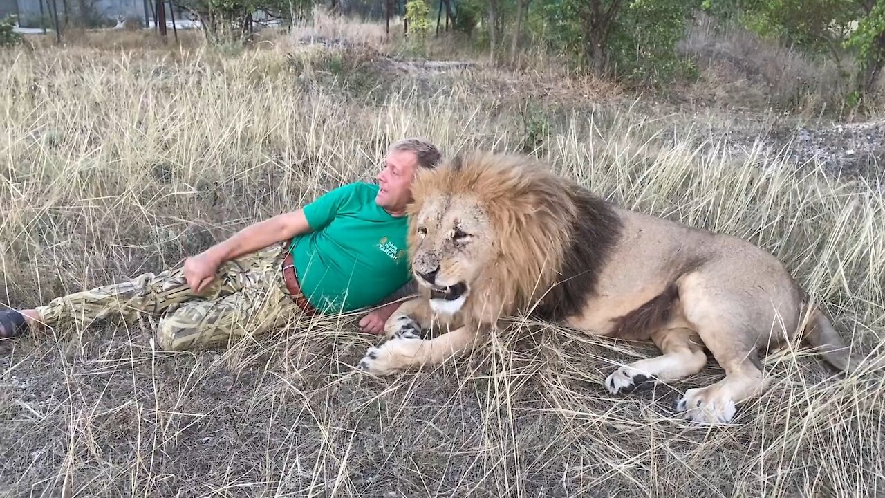 Lion and Human AGAINST other LIONS ATTACK!