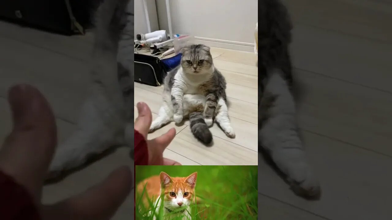 #cute cat amazing reaction#funny cat#