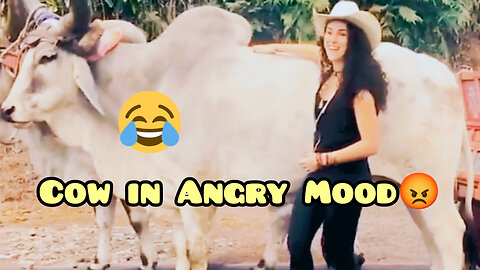 Cow in Bad Mood😤🐂