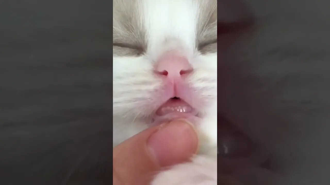 Cat look pretty while sleeping #petvideos #funnyvideo