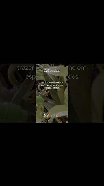 Jardins verticais podem trazer verde mesmo em espaços reduzidos