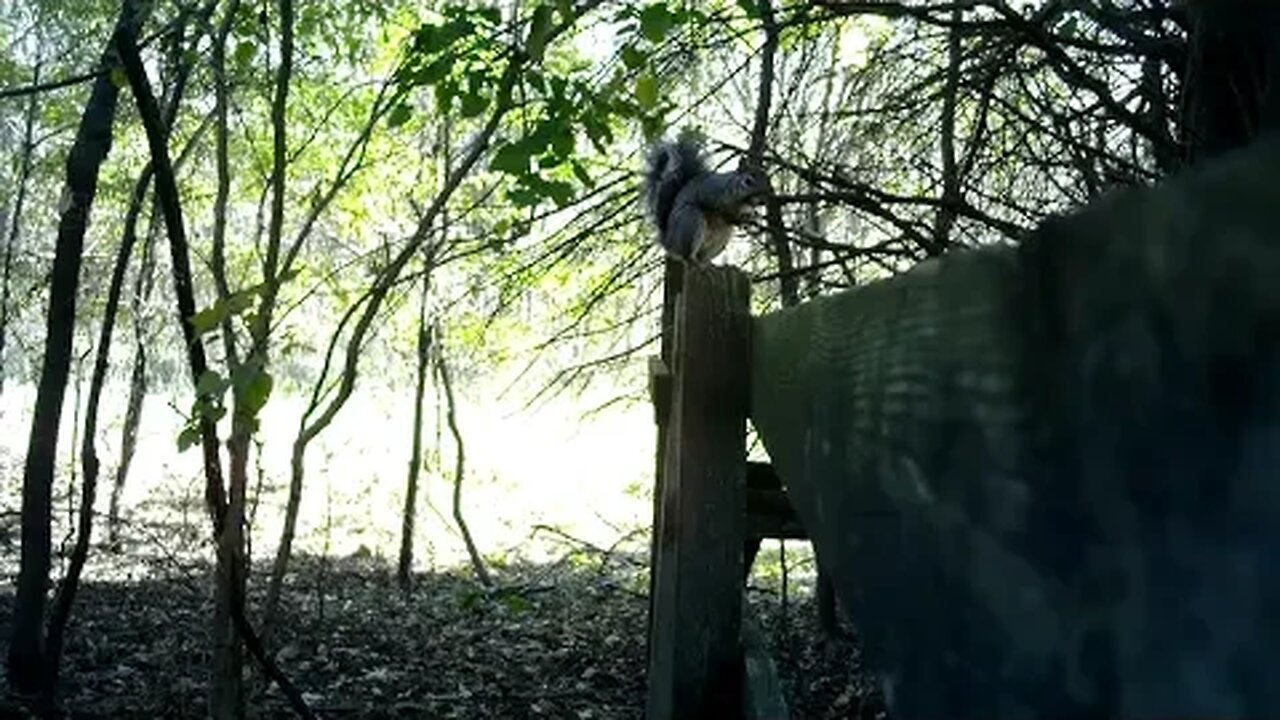 Squirrel knows what's up