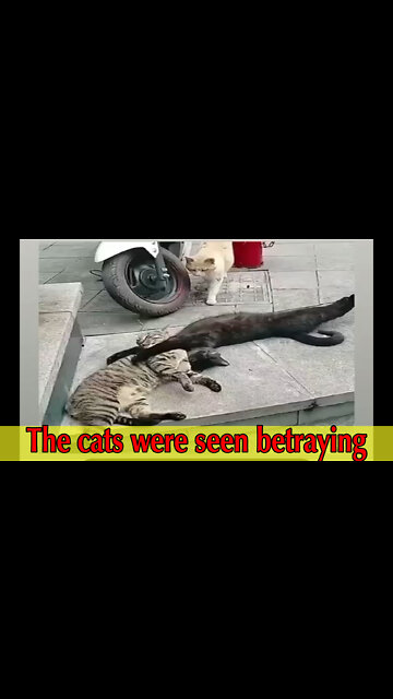 The cats were seen betraying