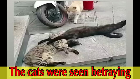 The cats were seen betraying