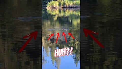 Fishing Phenomena? #bassfishing #mystery #shortsfeed