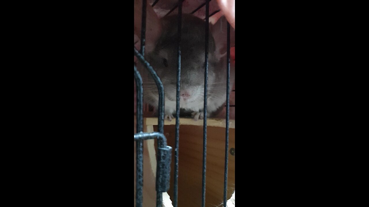 Chinchilla in the cage