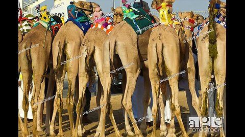 Camel_race_Qatar