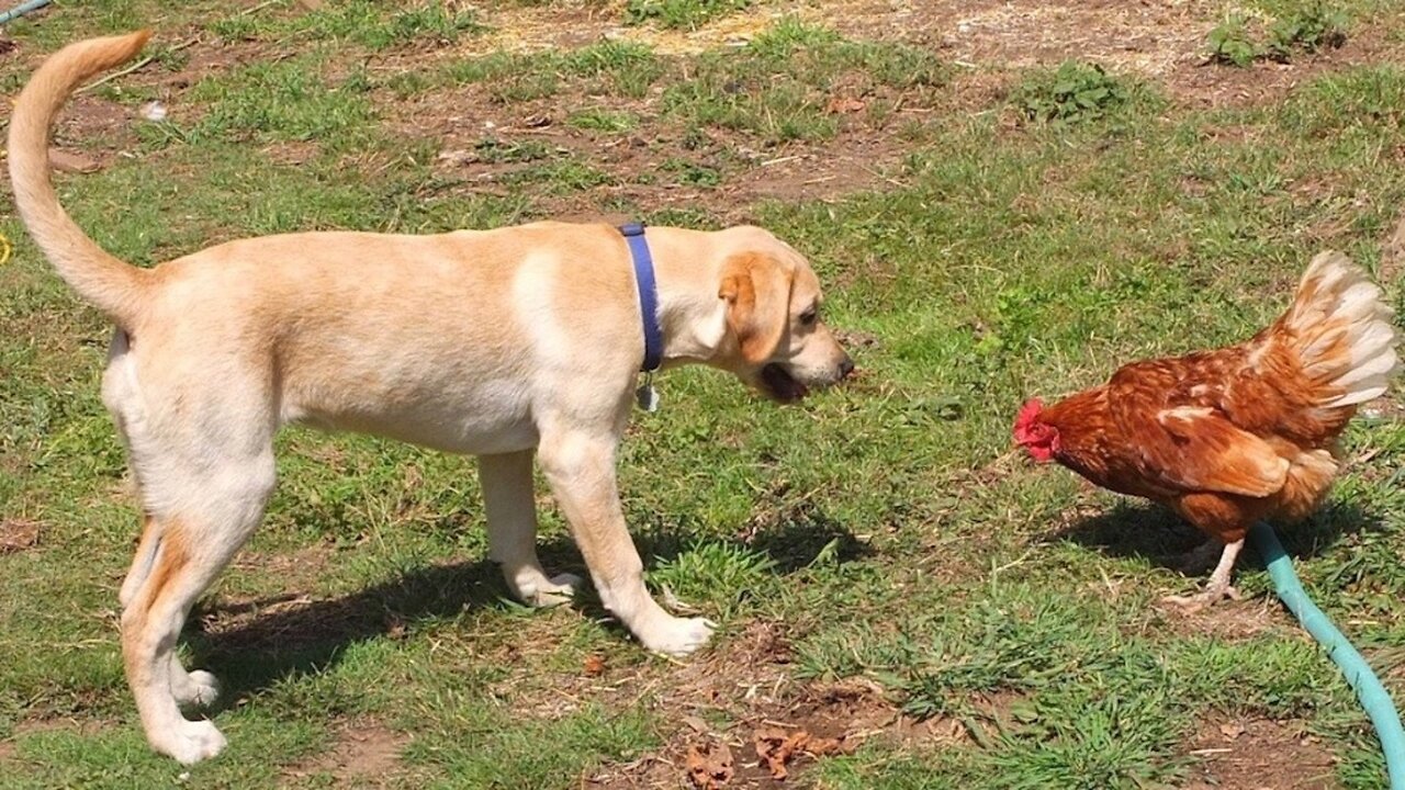 The best Funny animals video
