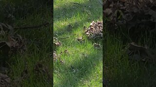 leaves #shorts